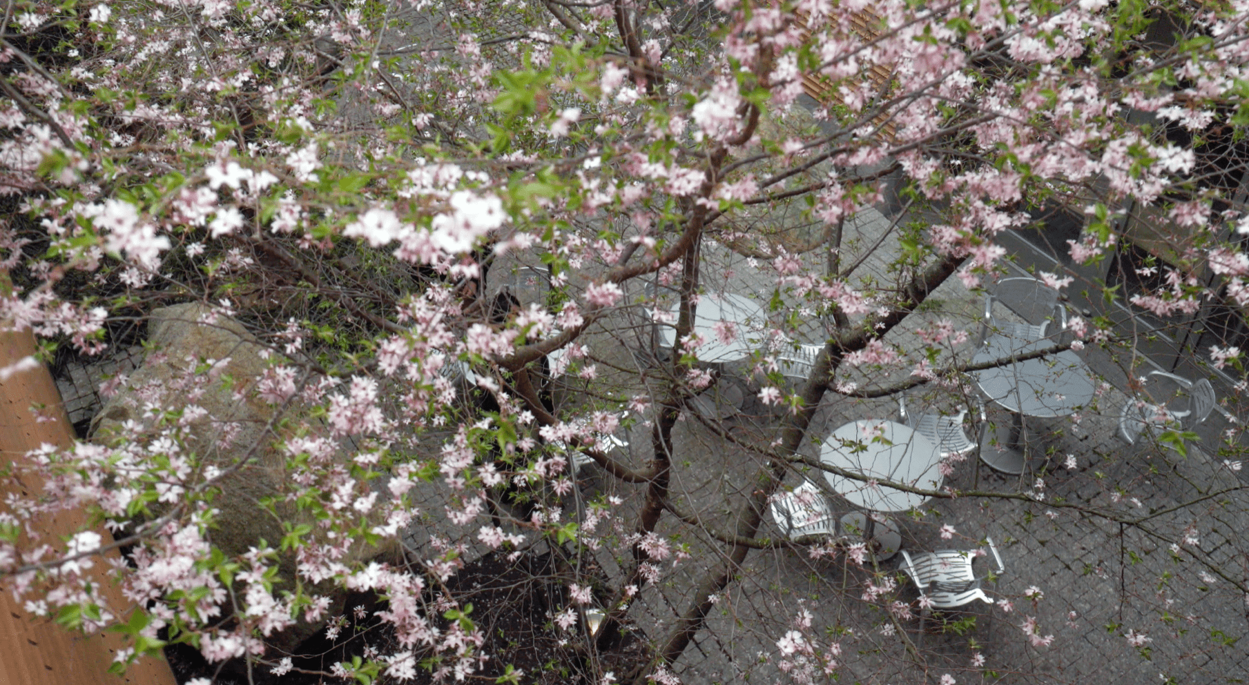 Pink flowers in tree at Harvard