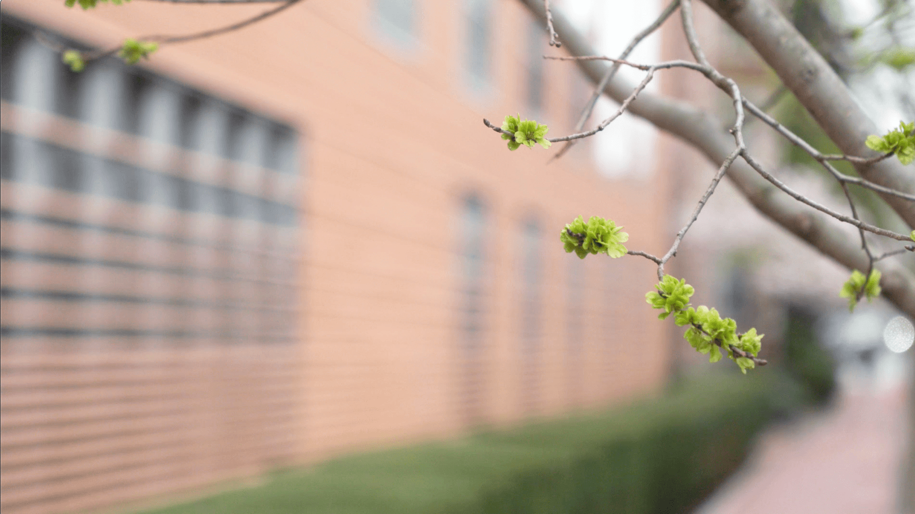 A tree blossoming outside of a building on campus